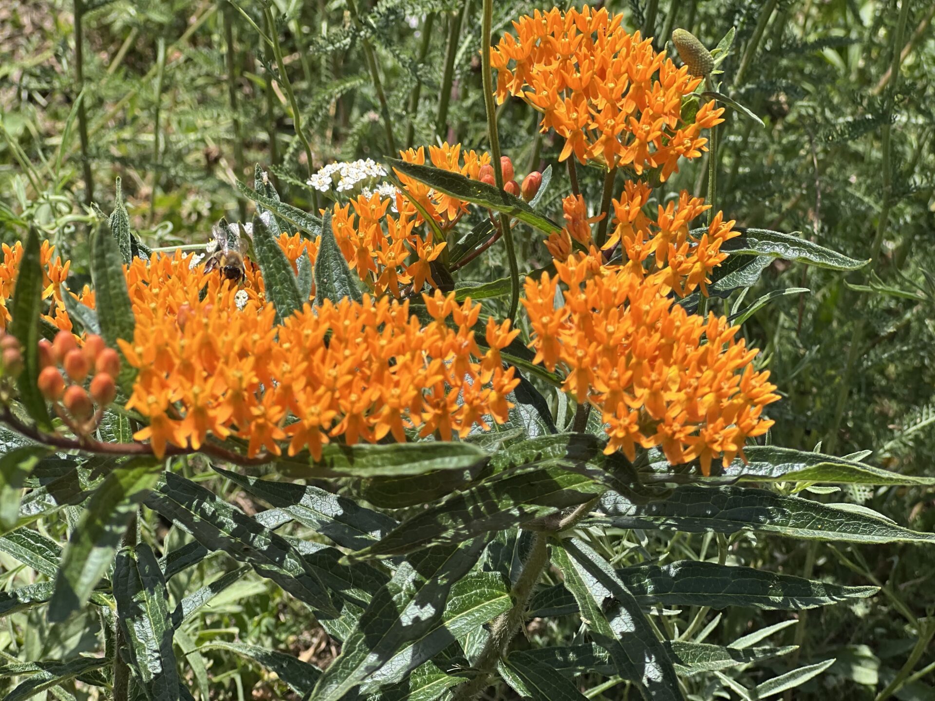 IMG_7403 Orange flowers