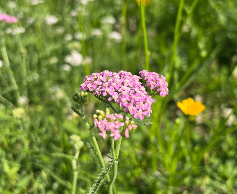 flower 1-min flower 1